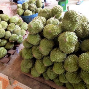 Giải cứu sầu riêng ở tiền giang thực hư ra sao Giải cứu sầu riêng ở tiền giang thực hư ra sao