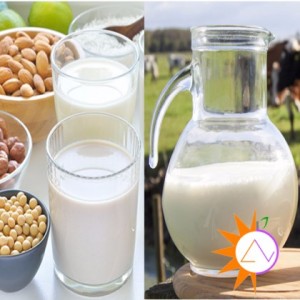 So sánh về ưu nhược điểm của sữa bò và sữa hạt