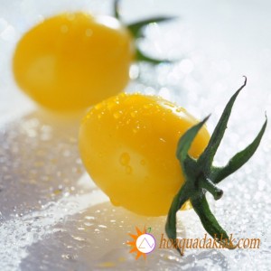 Bí quyết trông cây cà chua bi trĩu quả Bí quyết trông cây cà chua bi trĩu quả