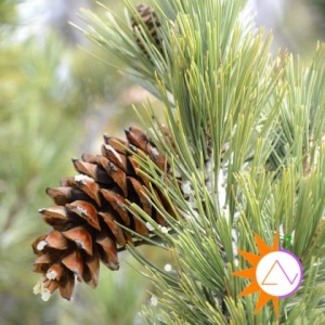 Top 4 công dụng của hạt thông có thể bạn chưa biết Top 4 công dụng của hạt thông có thể bạn chưa biết