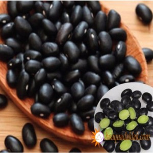 Nguồn gốc đậu đen xanh lòng? Phân biệt đậu đen xanh lòng với đậu đen thường