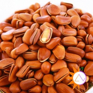 Cách nhận biết hạt thông Mỹ chuẩn nhất Cách nhận biết hạt thông Mỹ chuẩn nhất