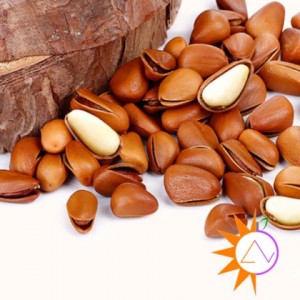 Hạt thông Mỹ - công dụng tuyệt vời cho sức khỏe Hạt thông Mỹ - công dụng tuyệt vời cho sức khỏe