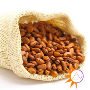 Hạt thông là hạt gì? Đặc điểm hạt thông Hạt thông là hạt gì? Đặc điểm hạt thông