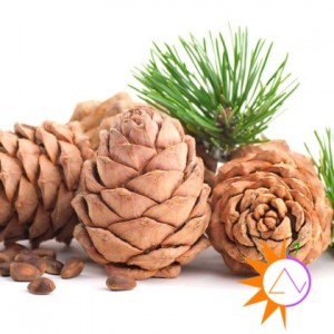Hạt thông - nguồn gốc xuất xứ
