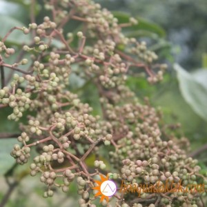 Thành phần của hạt Mắc Khén? Cách phân biệt Mắc Khén thật