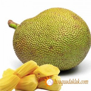 Những lưu ý khi trồng Mít Thái để đạt năng suất cao Những lưu ý khi trồng Mít Thái để đạt năng suất cao