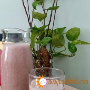 Những công dụng tuyệt vời cho sức khoẻ của sữa gạo lứt Những công dụng tuyệt vời cho sức khoẻ của sữa gạo lứt