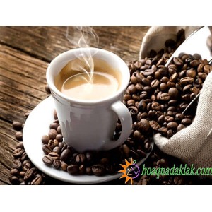 Tìm hiểu về cây cà phê