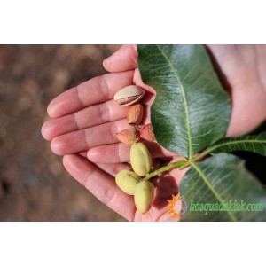 Hạt dẻ cười là gì ? Hạt dẻ cười tên tiếng anh là gì? Hạt dẻ cười là gì ? Hạt dẻ cười tên tiếng anh là gì?