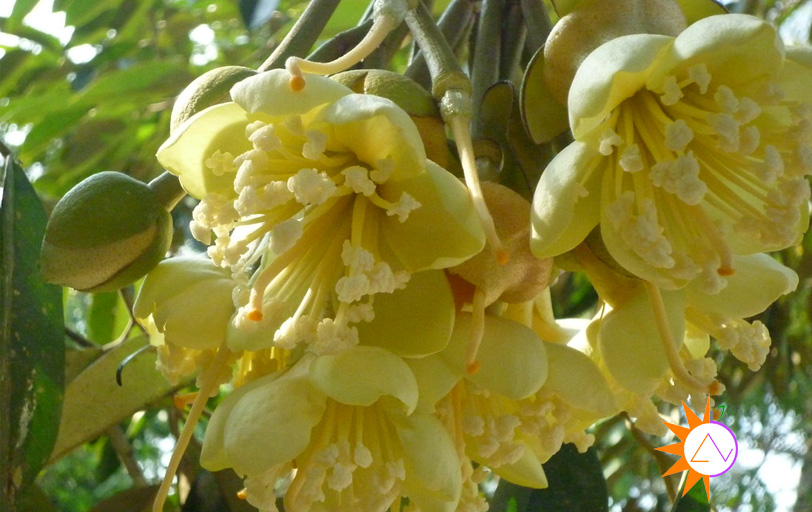 hoa sầu riêng
