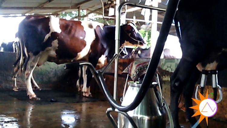 Những con bò bị đối xử như một cái máy sản xuất sữa, vô tri vô giác
