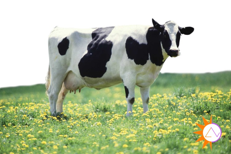 Chất thải từ những con bò là chất thải rắn không tốt cho môi trường