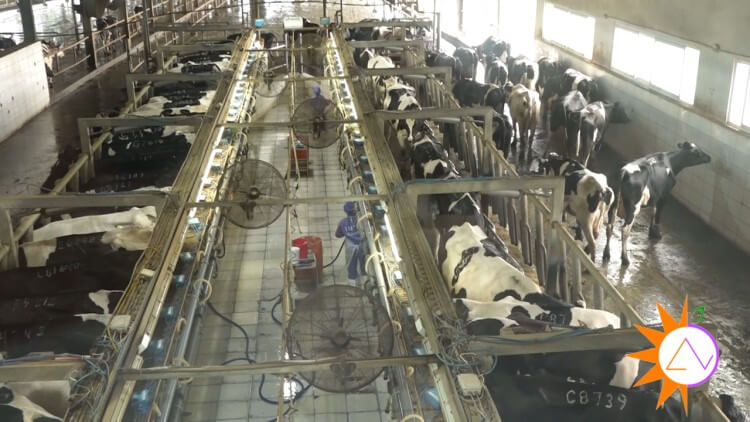 Sản xuất sữa bò tốn rất nhiều nước sạch