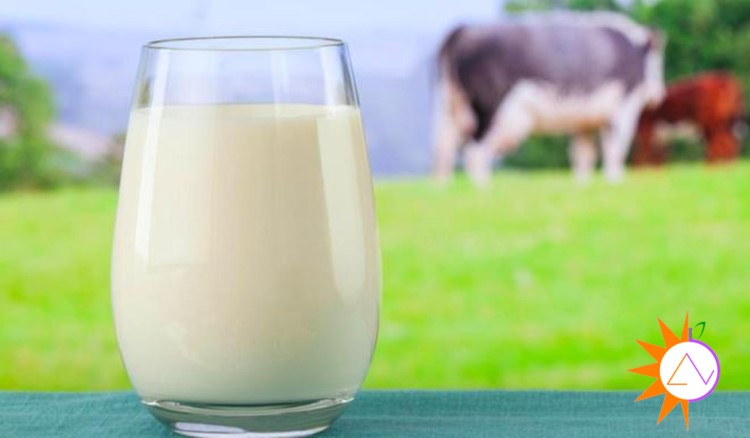 Sữa bò là nguồn canxi, protein và vitamin D tuyệt vời