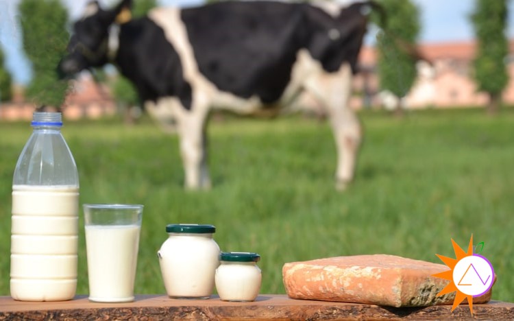 Sữa bò – nguồn canxi, protein và vitamin tuyệt vời