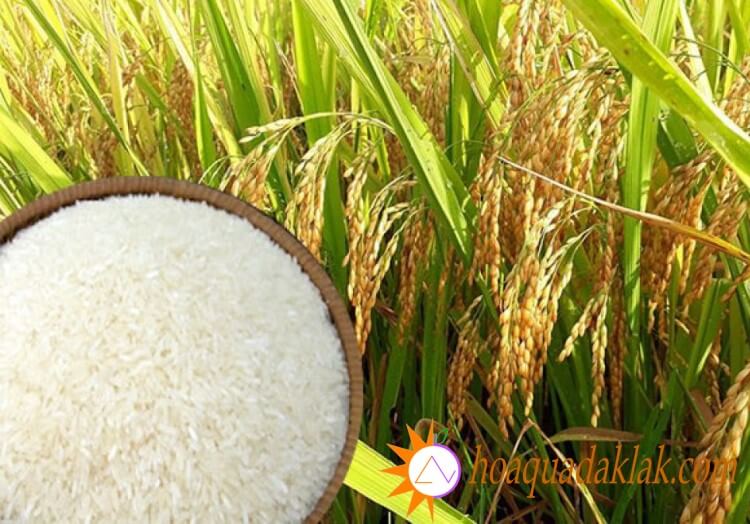 Gạo là nguyên liệu chính làm nên sữa gạo